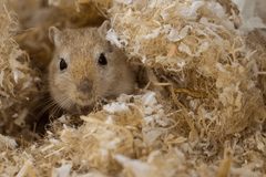 mouse in hay